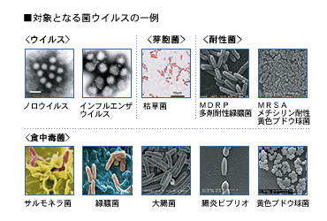 V-アイナック　対象となる菌のウイルスの一例